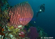 Xestospongia testudinaria Eponge barrique Ambiance Catherine Tomia table coral-17m-20180525-Denis-ADER-DSC_0558_tn